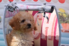 Caniche (reu) 55404