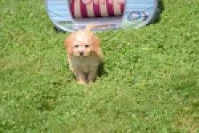 Caniche (reu) 55404