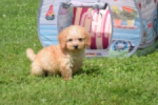 Caniche (reu) 55404