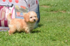 Caniche (reu) 55404