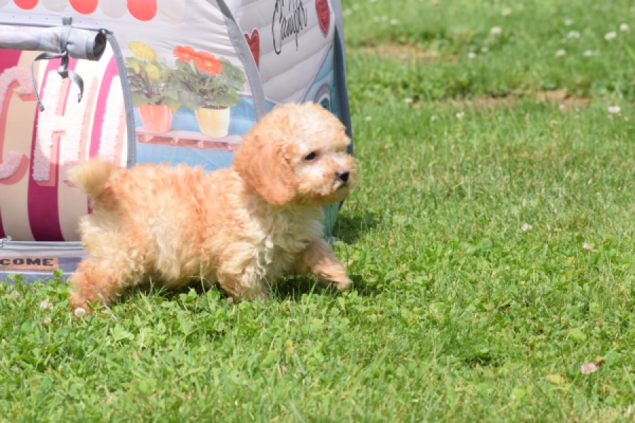 Caniche (reu) 55404