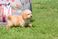 Caniche (reu) 55404