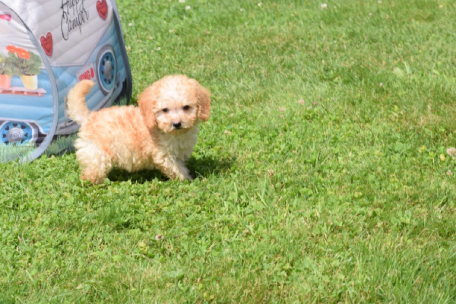 Caniche (reu) 55404