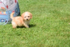Caniche (reu) 55404