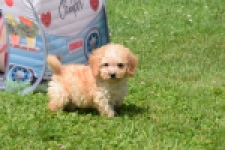 Caniche (reu) 55404