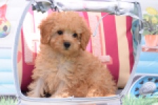 Caniche (teef) 55403