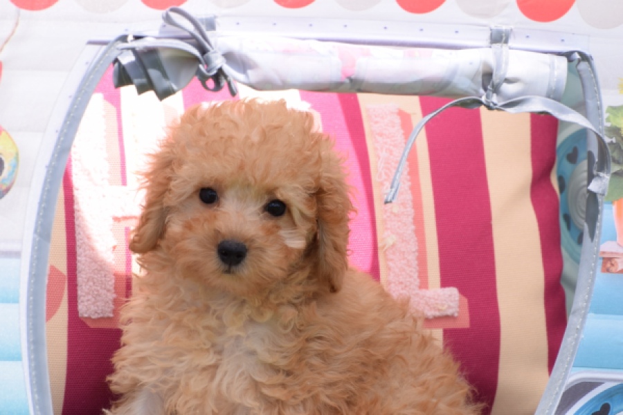 Caniche (teef) 55403