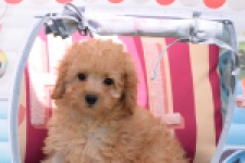 Caniche (teef) 55403