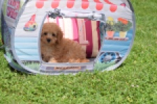 Caniche (teef) 55403