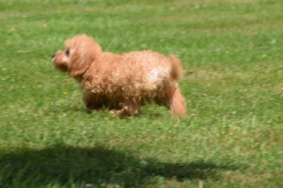 Caniche (teef) 55403