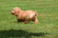 Caniche (teef) 55403
