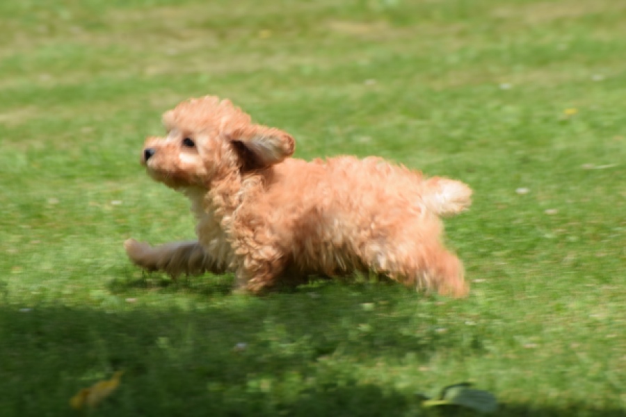 Caniche (teef) 55403