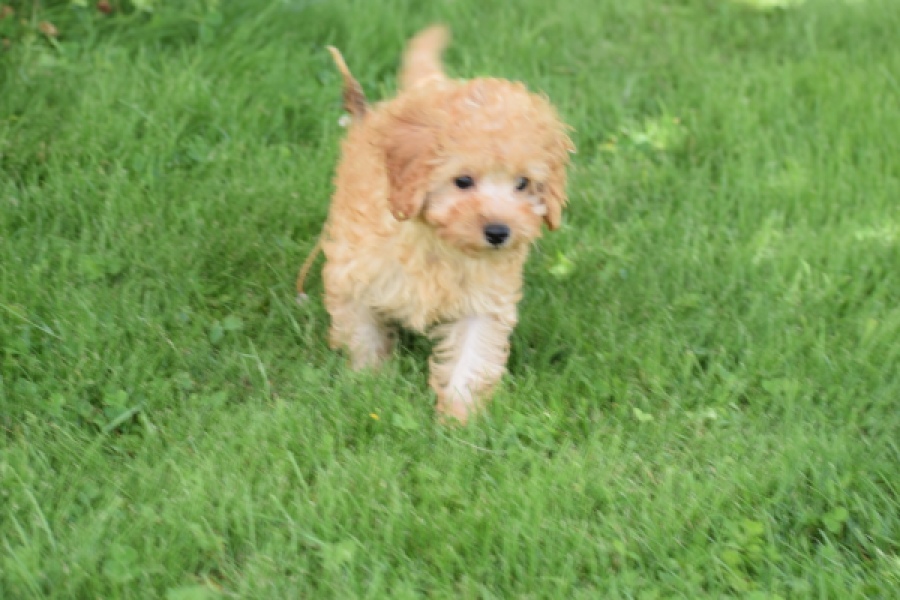 Caniche (teef) 55403