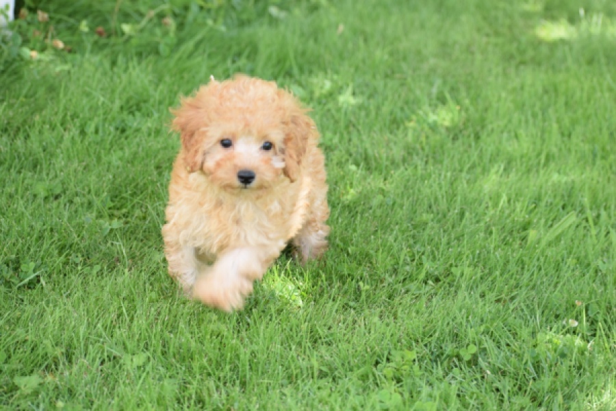 Caniche (teef) 55403