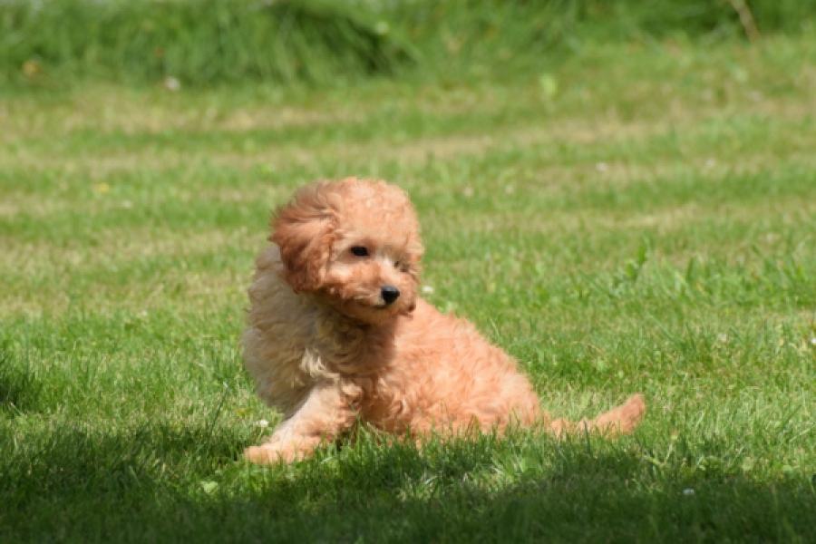Caniche (teef) 55403