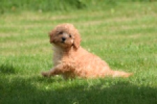 Caniche (teef) 55403