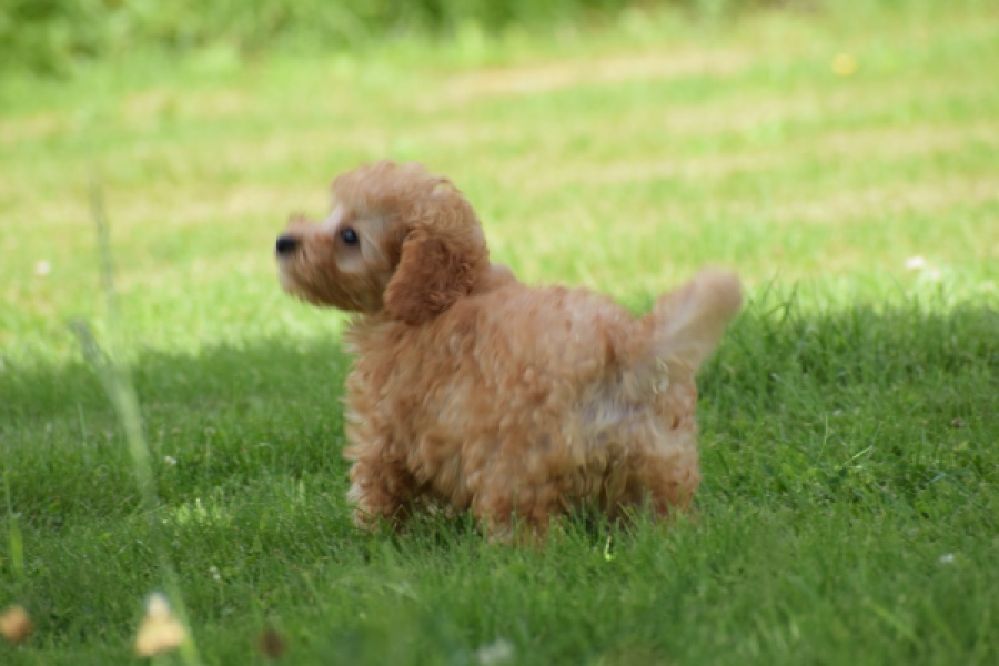 Caniche (teef) 55403
