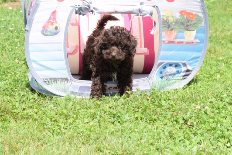 Caniche (teef) 55459
