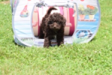 Caniche (teef) 55459