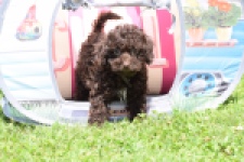 Caniche (teef) 55459