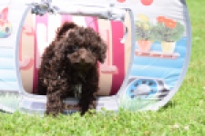 Caniche (teef) 55459
