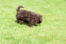 Caniche (teef) 55459
