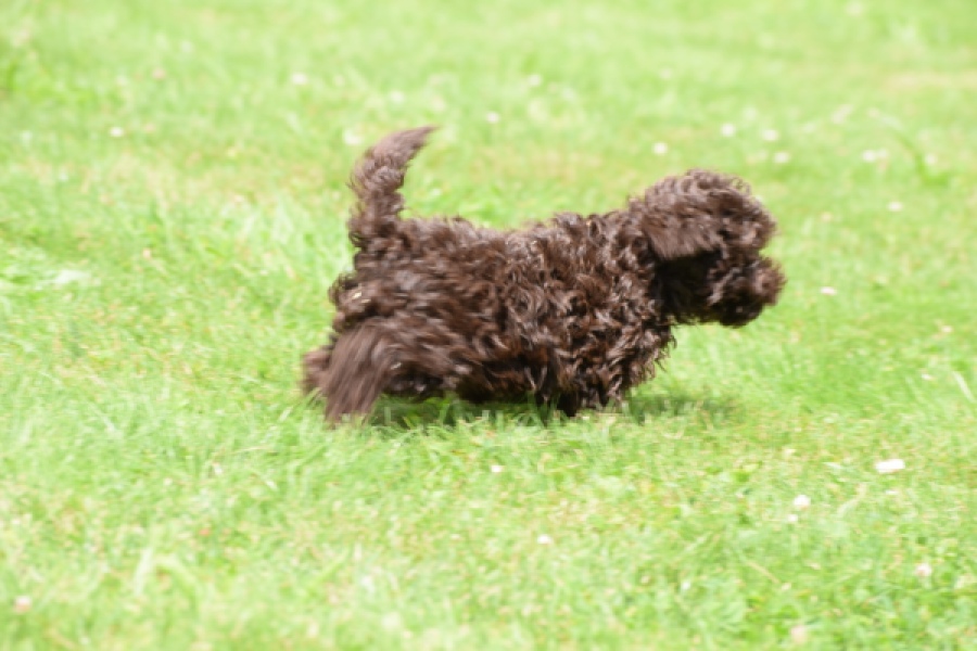 Caniche (teef) 55459