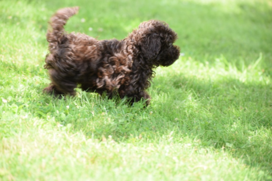 Caniche (teef) 55459