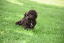 Caniche (teef) 55459