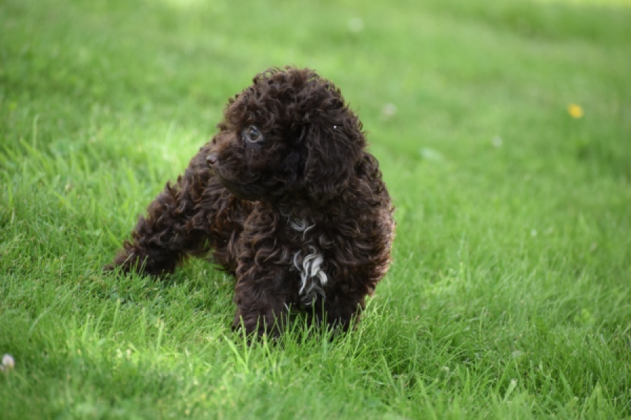 Caniche (teef) 55459