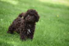 Caniche (teef) 55459