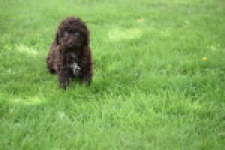 Caniche (teef) 55459
