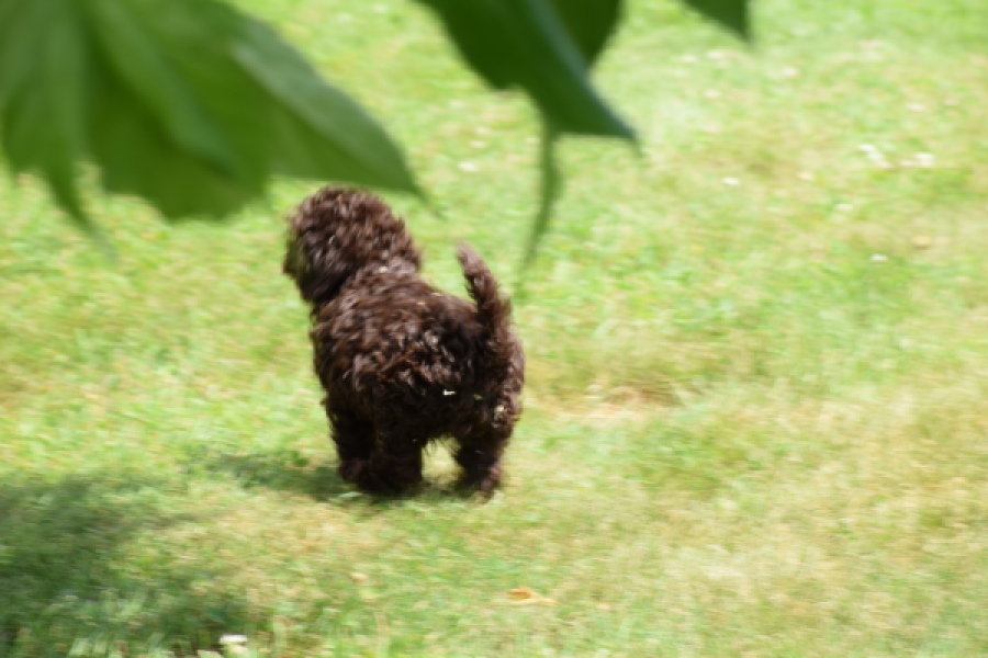 Caniche (teef) 55459