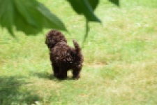Caniche (teef) 55459