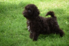 Caniche (teef) 55459