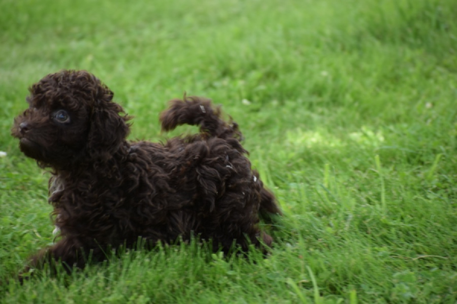 Caniche (teef) 55459