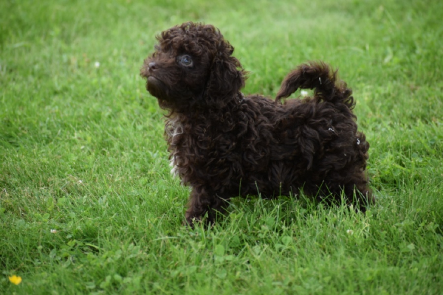 Caniche (teef) 55459