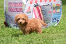Caniche (reu) 55455