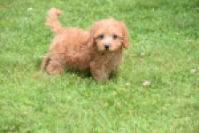 Caniche (reu) 55455