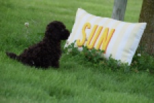 Caniche (reu) 55405