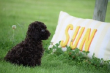 Caniche (reu) 55405