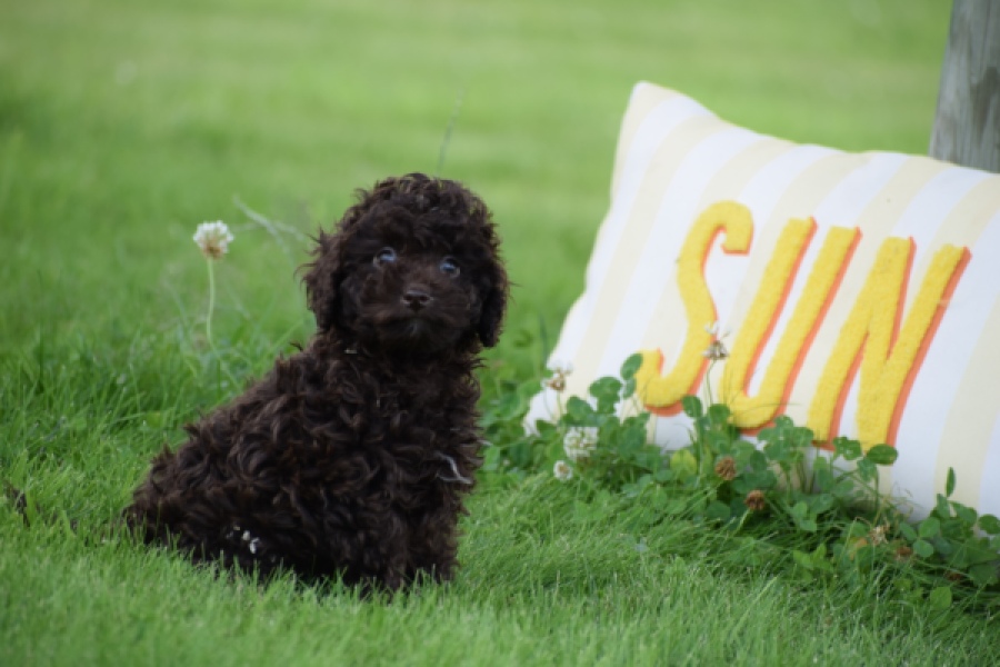 Caniche (reu) 55405