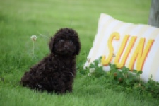 Caniche (reu) 55405