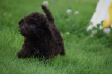 Caniche (reu) 55405