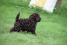 Caniche (reu) 55405