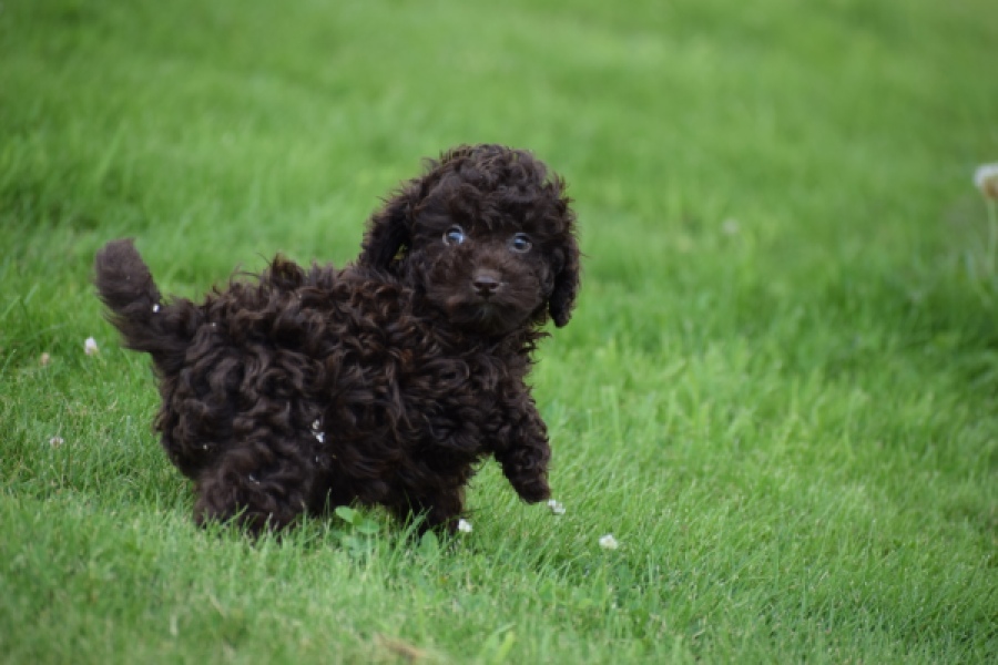 Caniche (reu) 55405