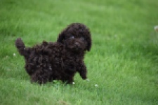 Caniche (reu) 55405