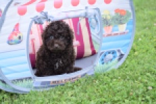 Caniche (reu) 55405