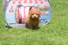 Caniche (reu) 55456