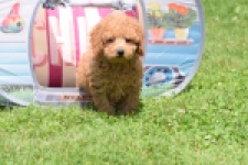 Caniche (reu) 55456